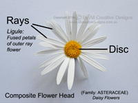 Compound inflorescence Daisy Flower