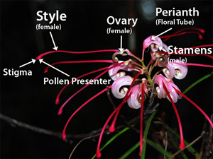 Grevillea Flower with Pollen Presenter