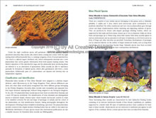 Rainforests of Australia's East Coast Book Slime Moulds Page 4