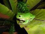 Green Tree Frog Litoria caerulea