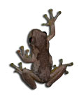 Lesueur's Tree Frog Litoria lesueurii 2