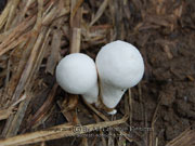 Puffball Fungus Lycoperdon pyriforme
