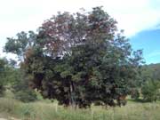 foambark tree