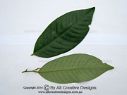 Native Nutmeg Myristica globosa Leaves
