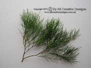Port Jackson Cypress Pine Callitris rhomboidea Leaves