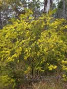 Narrow-leaved Wattle Acacia linearifolia