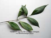 Elderberry Panax Polyscias sambucifolia Leaf