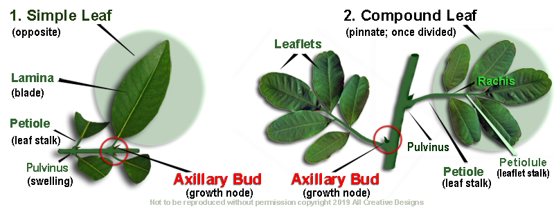 types of leaves simple and compound