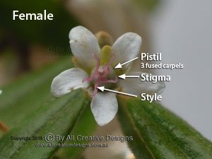 Flower Carpel showing Stigma, Style and Ovary