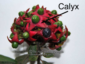 Hairy Lollybush Clerodendrum tomentosum