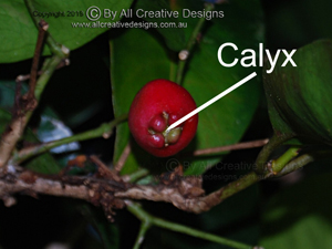 Flower Calyx