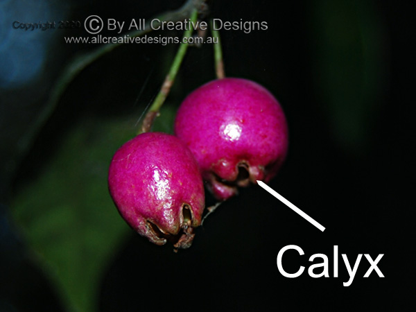 Accessory Fruit of River Cherry Calyx