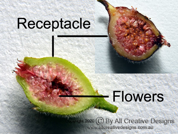 Accessory Fruit Sandpaper Fig Receptacle