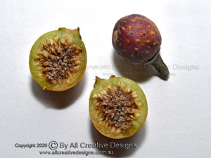 Fig Botanical Fruit Identification