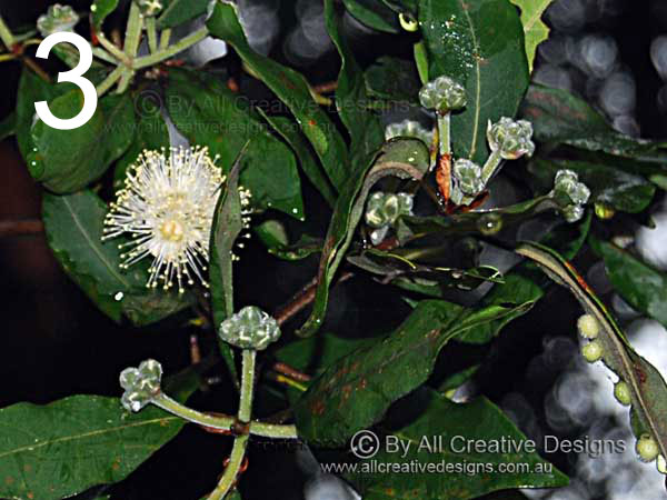 Flower cluster of Turpentine tree, Syncarpia glomulifera