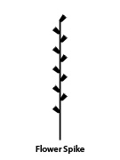 Flower spike illustration
