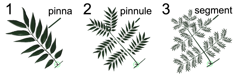 Compound Leaf Characteristics Pinnate Bipinnate Tripinnate