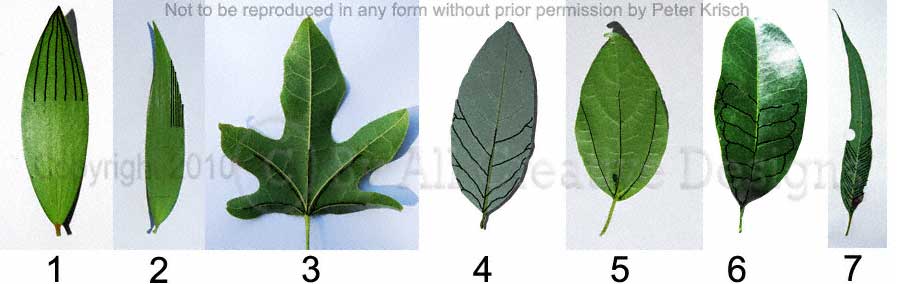 Leaf Venation Patterns, Leaf Veins of Australian Trees