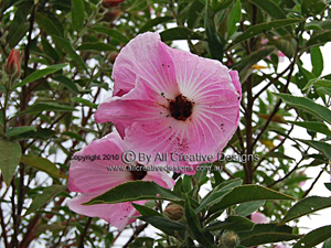 Pink Hibiscus Hibiscus splendens Flower