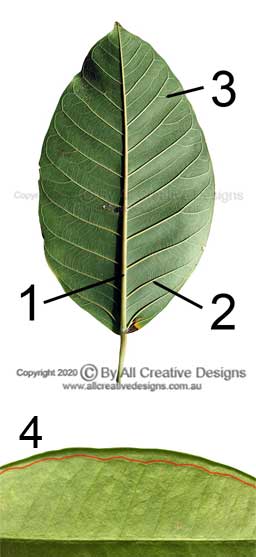 Domatia Leaf Identification