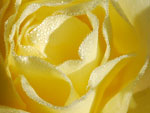 Rose Yellow Detail