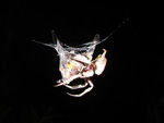 Orb Spider 2