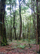 Cool temperate rainforest NSW Australia
