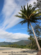 Tropical Rainforest Coconut Palm Australia
