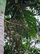 Archontophoenix alexandrae Alexander Palm Fruit