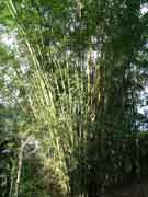 Bamboo full