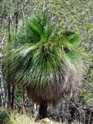 Grass Tree Black Boy Xanthorrhoea species