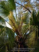 Cabbage Palm Tree Flower Livistona australis