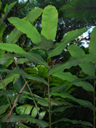 Native Cardamon Hornstedtia scottiana