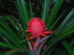 Pineapple Red Ananas bracteatus