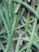 Snake Cactus Selenicereus species close-up