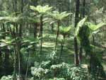 Rough Tree ferns Cyathea australis