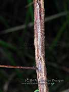 Bark of Australian Indigo Indigofero australis