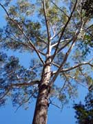 Eucalyptus pilularis Blackbutt Bark
