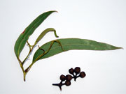 Eucalyptus pilularis Blackbutt Leaves