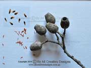 Pink Bloodwood Corymbia intermedia Fruit