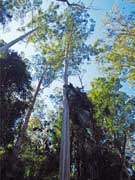 Blue Gum Eucalyptus saligna
