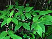 Callicarpa pendunculata, Velvet Leaf Callicarpa
