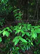 Callicarpa pendunculata Velvet Leaf