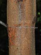 Feather Wattle Acacia oshanesii Bark