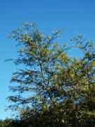 Feather Wattle Acacia oshanesii