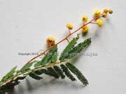 Feather Wattle Acacia oshanesii Leaf