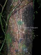 Featherwood Polyosma cunninghamii Bark