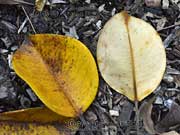 Ficus crassipes Round Leaf Banana Fig Leaves