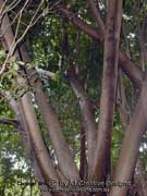 Ficus drupacea Drupe Fig