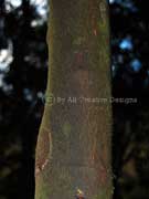 Sandpaper Fig Ficus fraseri Bark
